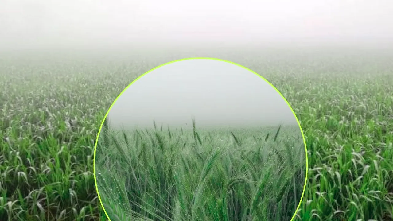 तापमान गिरने से रबी फसलों में रोग का खतरा बढ़ा : महेश चन्द्र