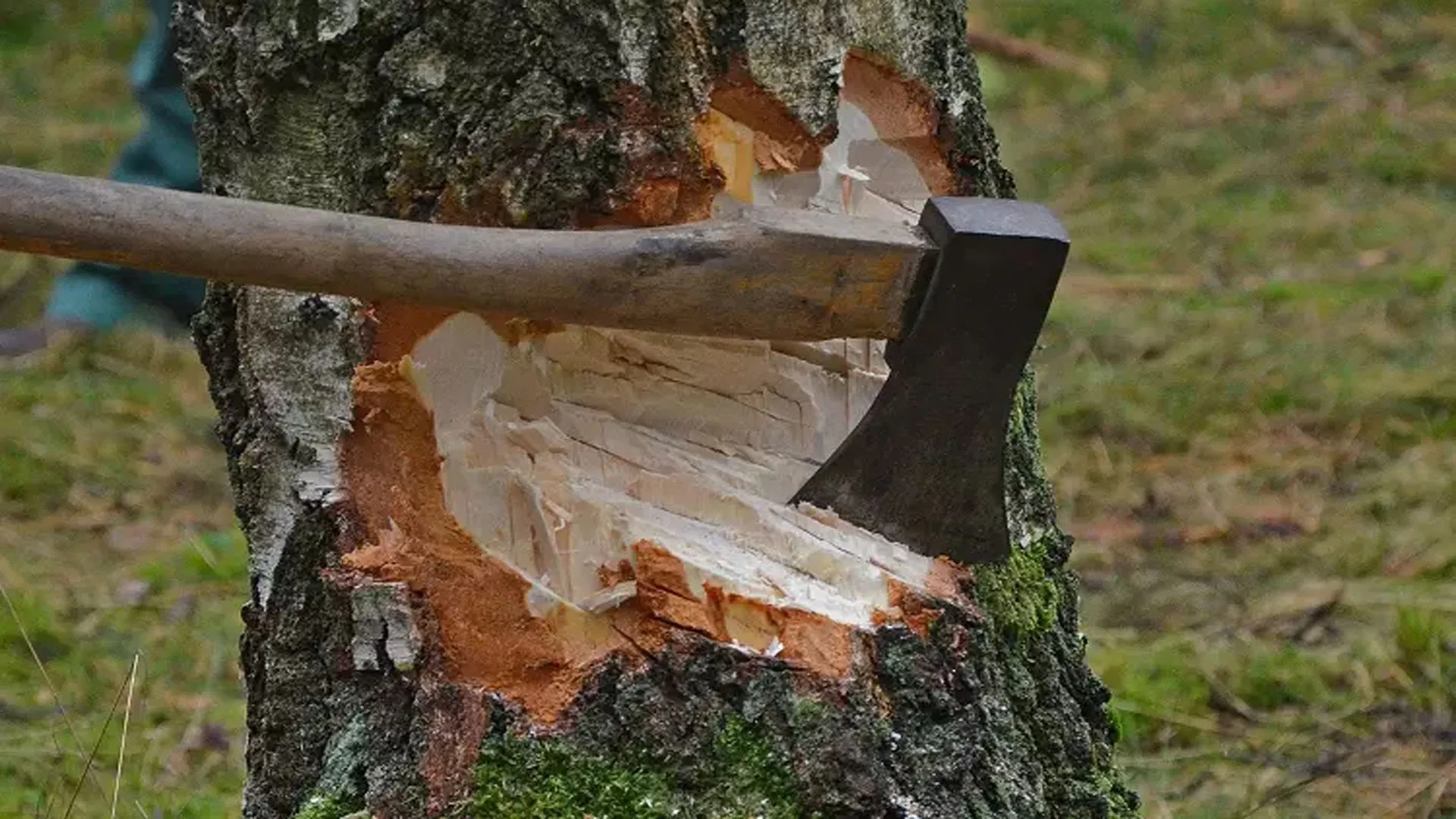 Moradabad: कब्रिस्तान की भूमि से पेड़ काटने के मामले में एक के खिलाफ रिपोर्ट दर्ज