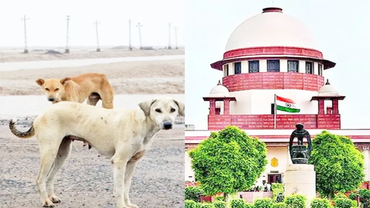  Stray Dog ​​Case : सुप्रीम कोर्ट ने कहा- कुत्तों के काटने पर देना होगा भारी मुआवजा, डॉग लवर्स की जिम्मेदारी होगी तय
