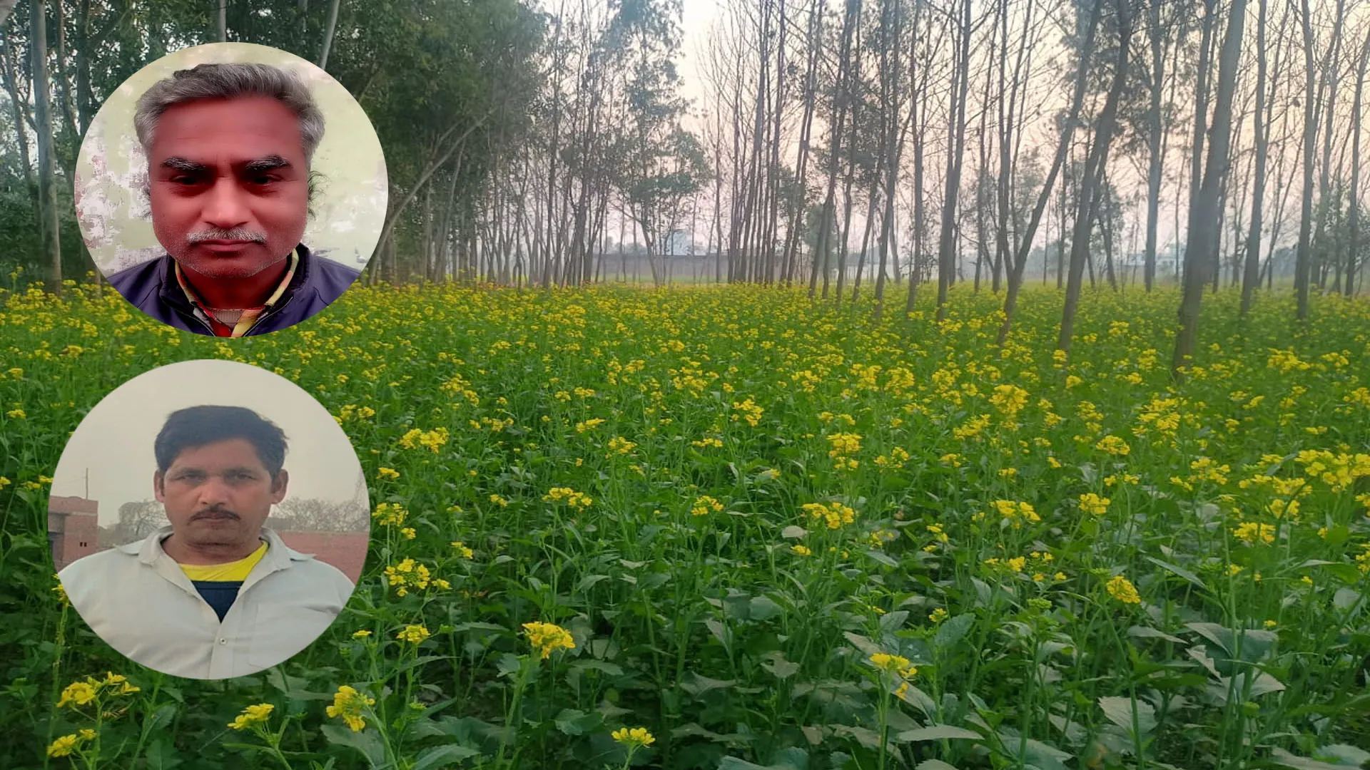 Bareilly: तापमान बढ़ा तो घट सकती है सरसों की उपज, किसानों को सताने लगा डर