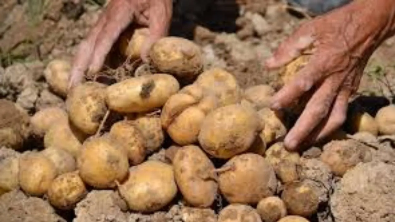 प्रदेश में इस साल आलू की अच्छी फसल का अनुमान:  कृषक योजना के जरिये खुदाई-खरीद और भंडारण की व्यवस्था के निर्देश 
