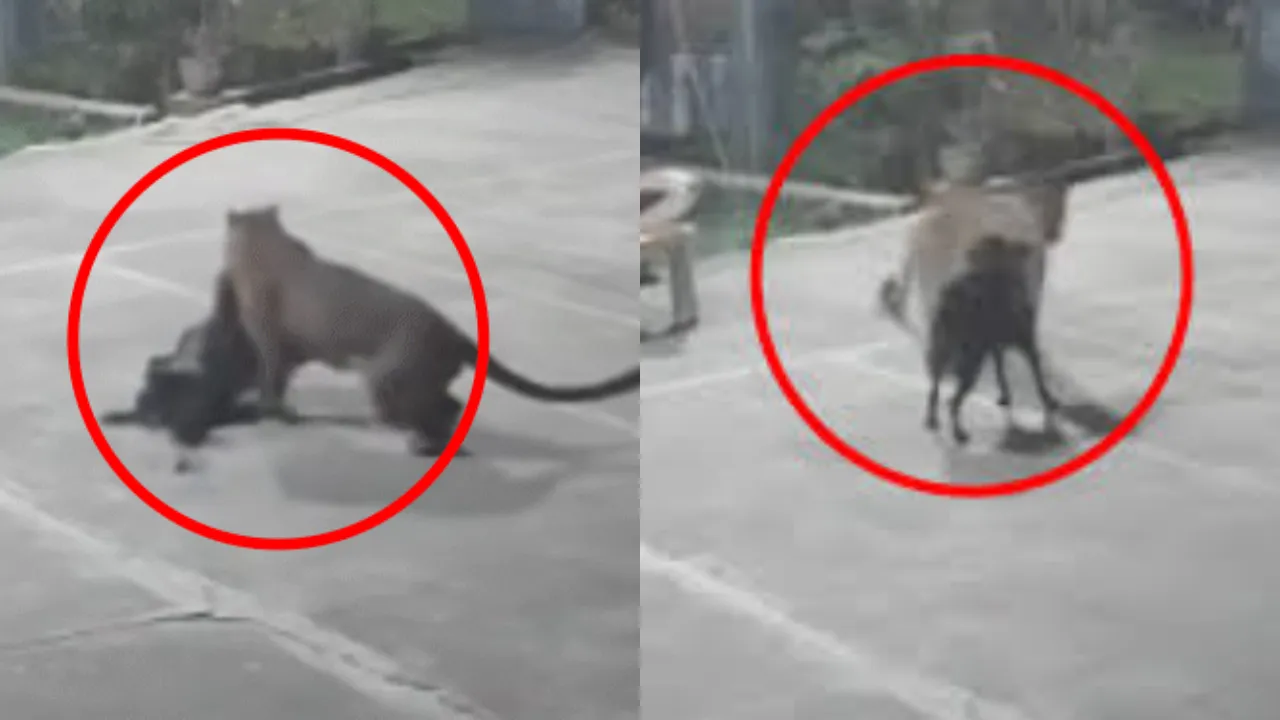 रामनगर में भाजपा नेता के घर में घुसा तेदुंआ,  पालतू कुत्ते पर हमला, CCTV में कैद हुई घटना 