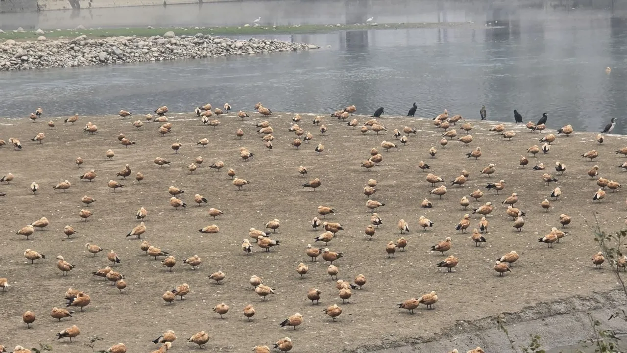 उत्तराखंड:  रामनगर जिले से शुरू हुई जलिय पक्षियों की गणना, AWC ने की शुरुआत