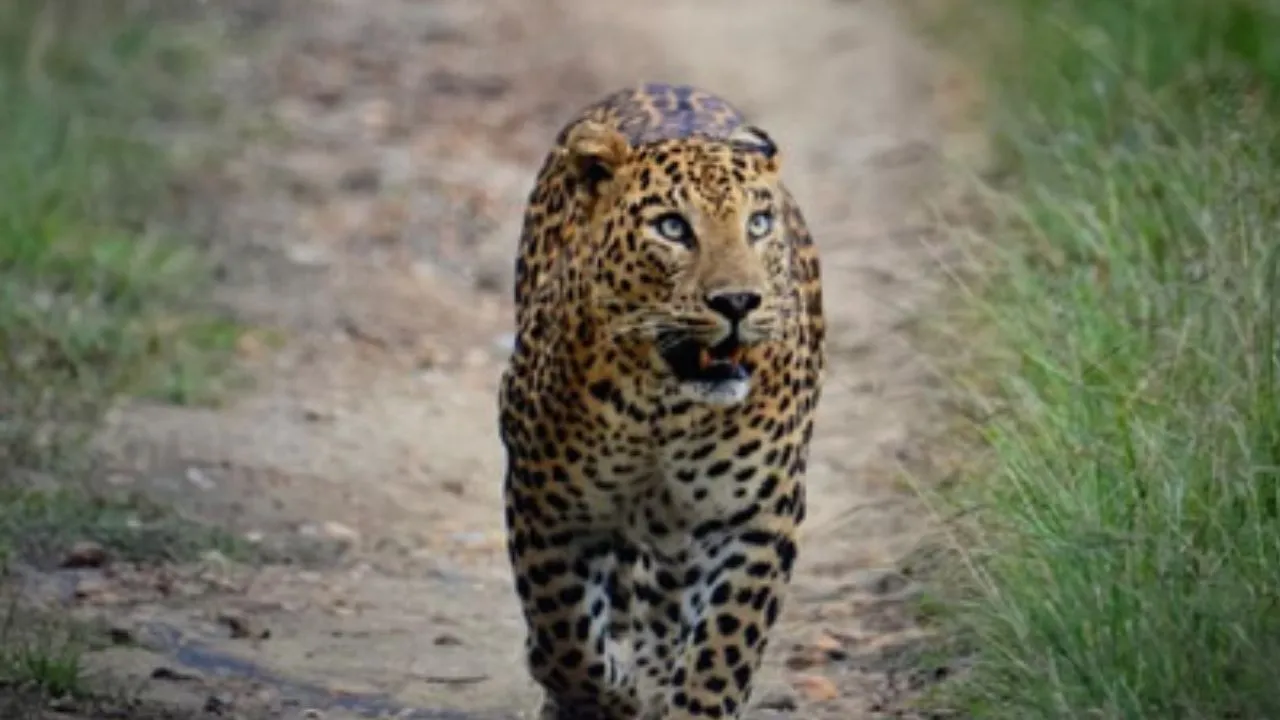  कालाढूंगी में गन्ने के खेत से मिला गुलदार का शव: इलाके में मचा हड़कंप, शरीर पर घाव-चोट के निशान