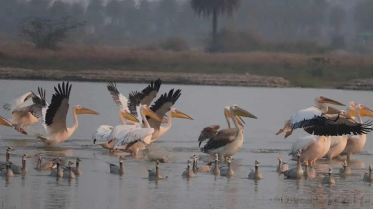 ब्रज में पहुंचे प्रवासी मेहमान.... जोधपुर झाल आर्द्रभूमि में सर्वेक्षण के दौरान देखे गए यूरोप-एशिया प्रवासी पक्षी 