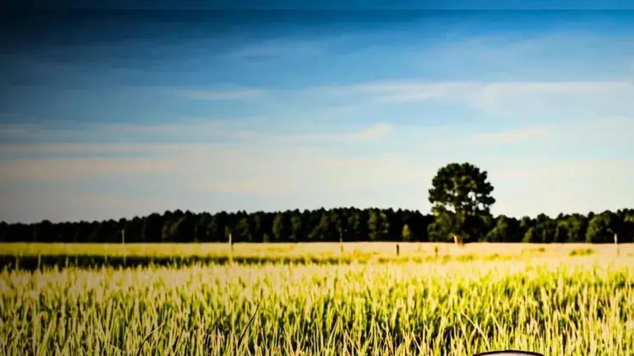 लखनऊ में सरसों के खेत में कंकाल,  पास से साड़ी मिलने से महिला के होने का शक, जांच में जुटी पुलिस 