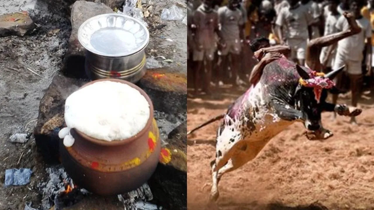 पोंगल :  तमिल परंपरा का जीवंत उत्सव 