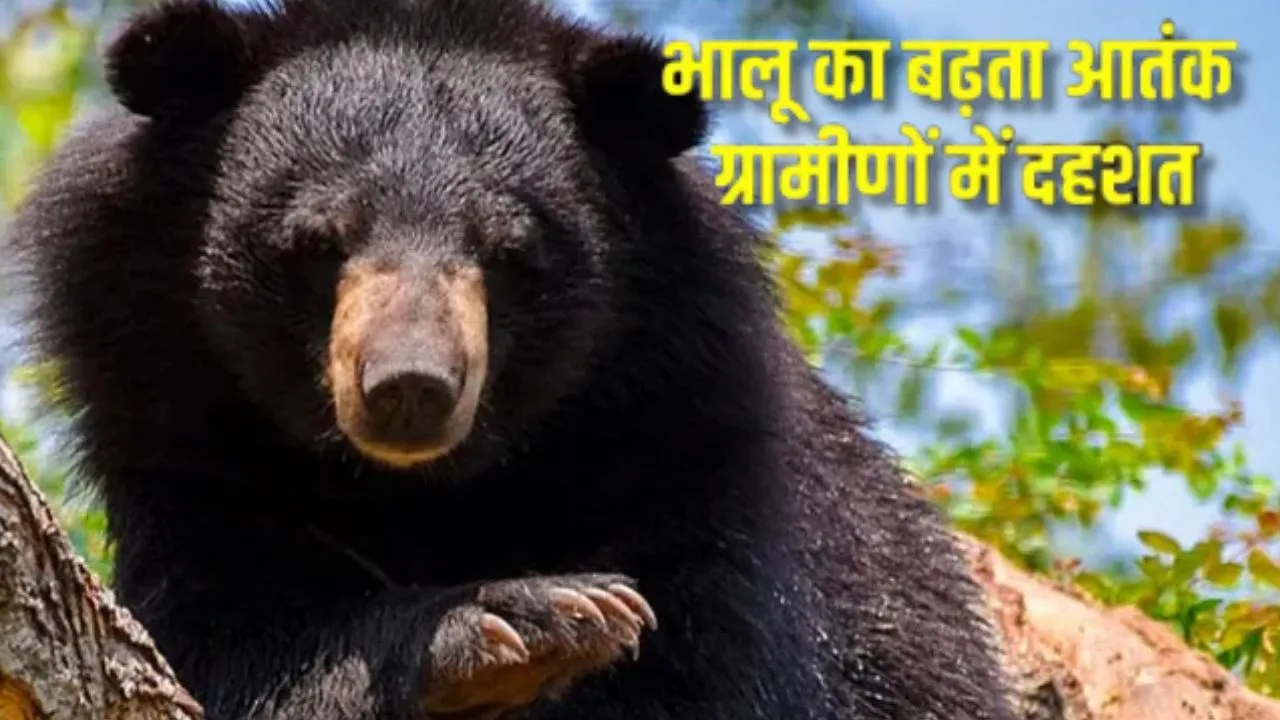 चमोली में बढ़ा भालू का आतंक,  युवक पर हमले के बाद से दहशत का माहौल, एयरलिफ्ट कर घायल को भेजा गया एम्स ऋषिकेश