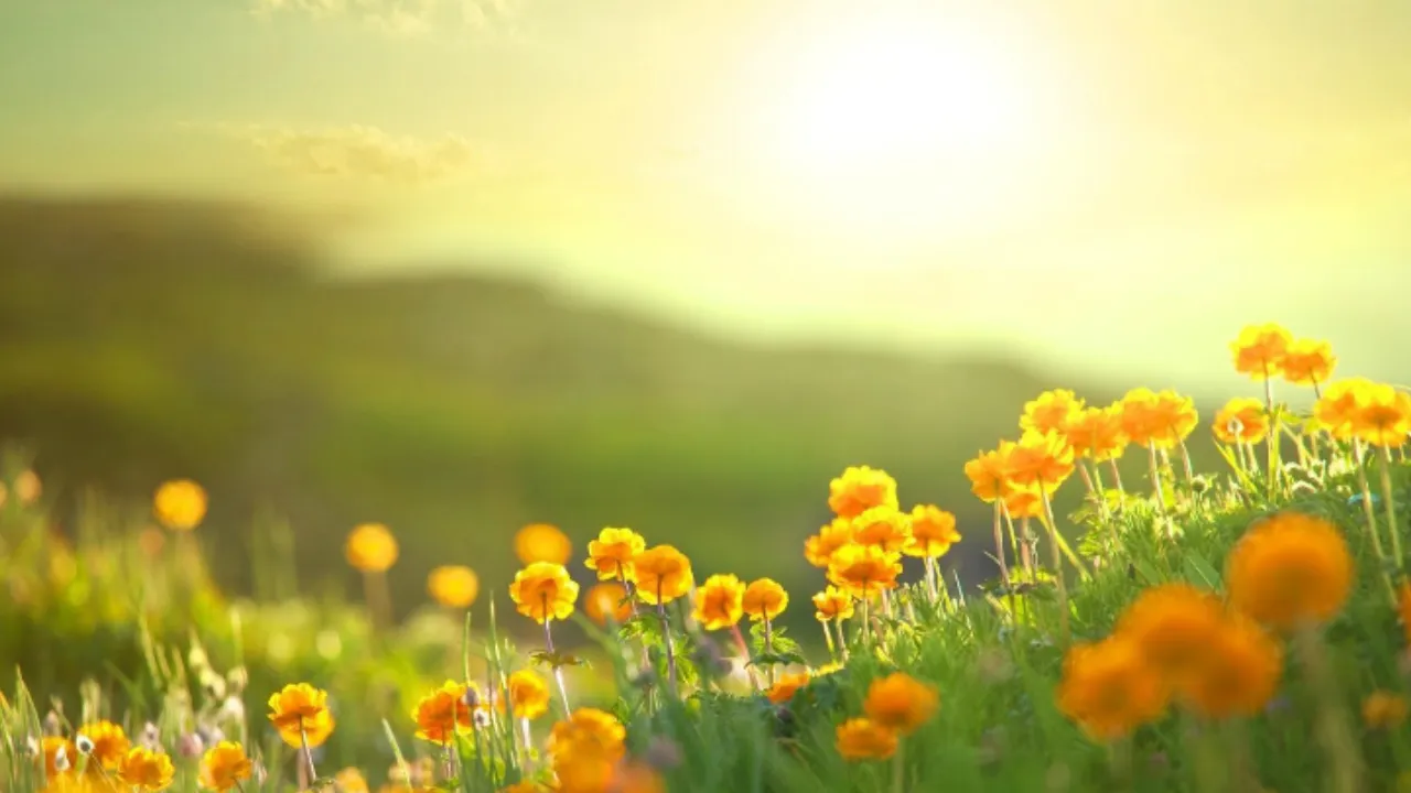 ऋतुराज का आगमन