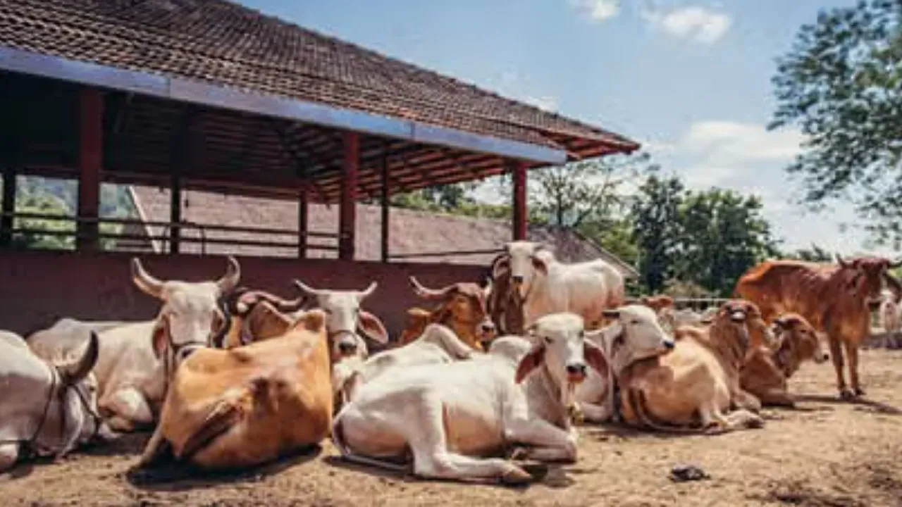 नवाचार और प्रसार से बढ़ेगा यूपी का 'पशुपालन':  प्रशिक्षित किए जाएंगे चिकित्सक, बेहतर स्वास्थ्य और उत्पादन से बढ़ाई जाएगी अर्थव्यवस्था