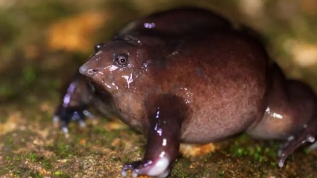 जंगल की दुनिया:  पर्पल फ्रॉग (बैंगनी मेढक): धरती का रहस्यमय जीव