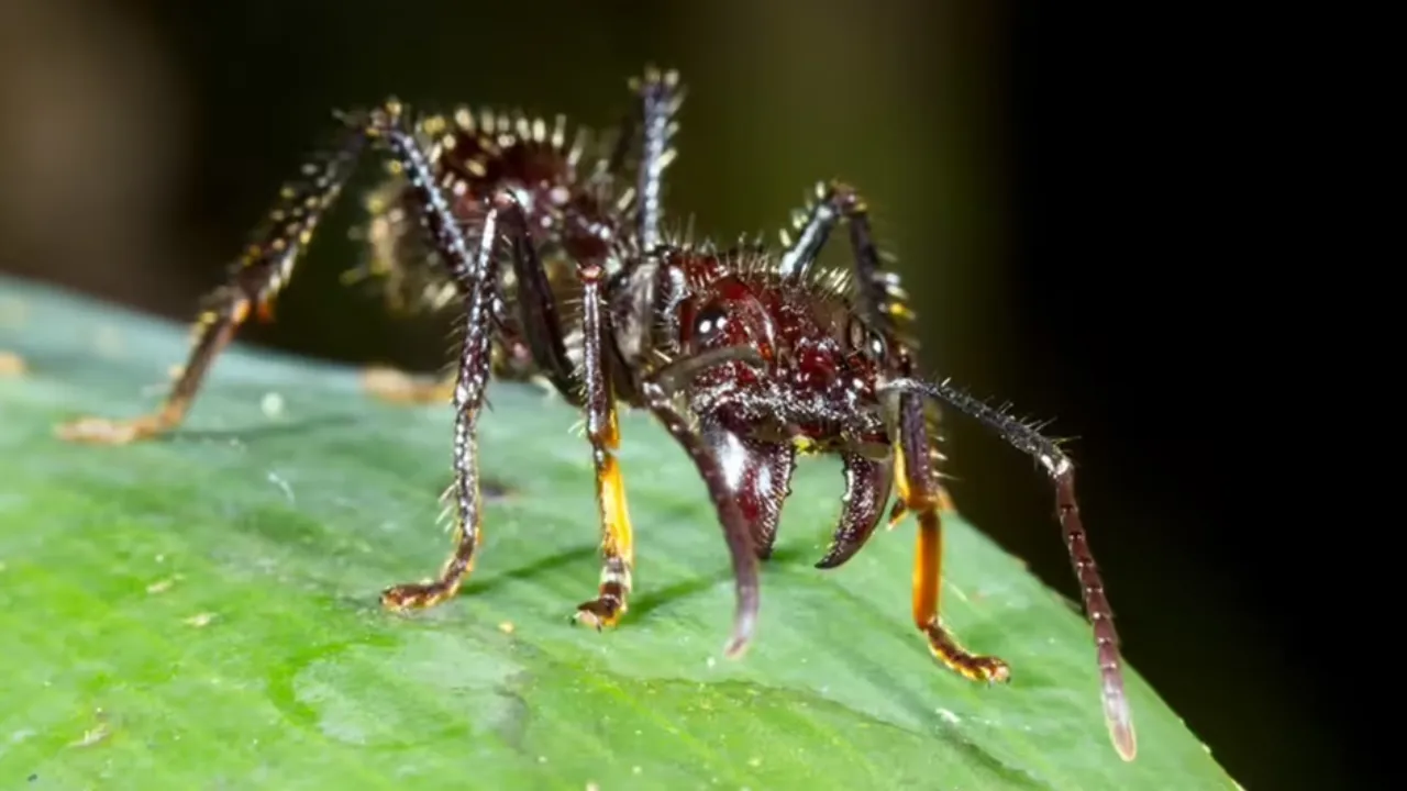 जंगल की दुनिया : छोटे शरीर में बड़ी सजा, बुलेट चींटी का डंक 