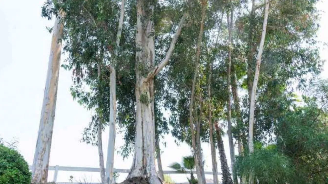 NBRI ने तैयार की यूकेलिप्टस के तेल की दवाई... डैंड्रफ, फंगस और त्वचा की समस्या होगी दूर, वैज्ञानिकों का हर्बल उपचार