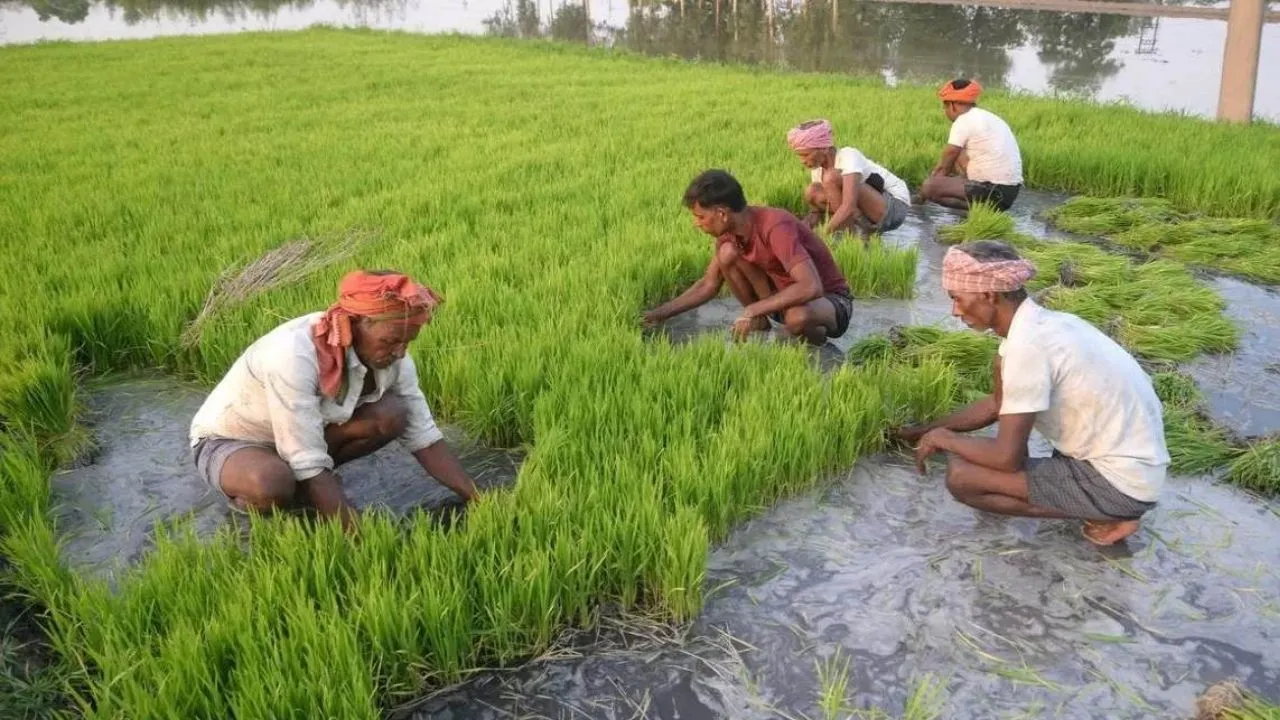 प्रदेश में खरीफ फसलों का 10-15 दिन में होगा भुगतान, क्रॉप कटिंग कर किसानों को दी जाएगी क्षतिपूर्ति