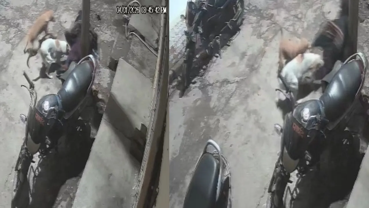 कानपुर : जुही बंबुरहिया में कुत्तों ने महिला को दौड़ाकर गिराया, सीसीटीवी में रिकॉर्ड हुई घटना