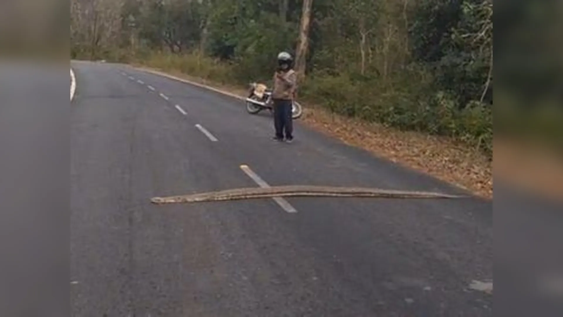 Uttrakhand : कॉर्बेट क्षेत्र के रामनगर-ढेला मार्ग पर विशालकाय अजगर सड़क पर लेटा, दोनों ओर थमा यातायात