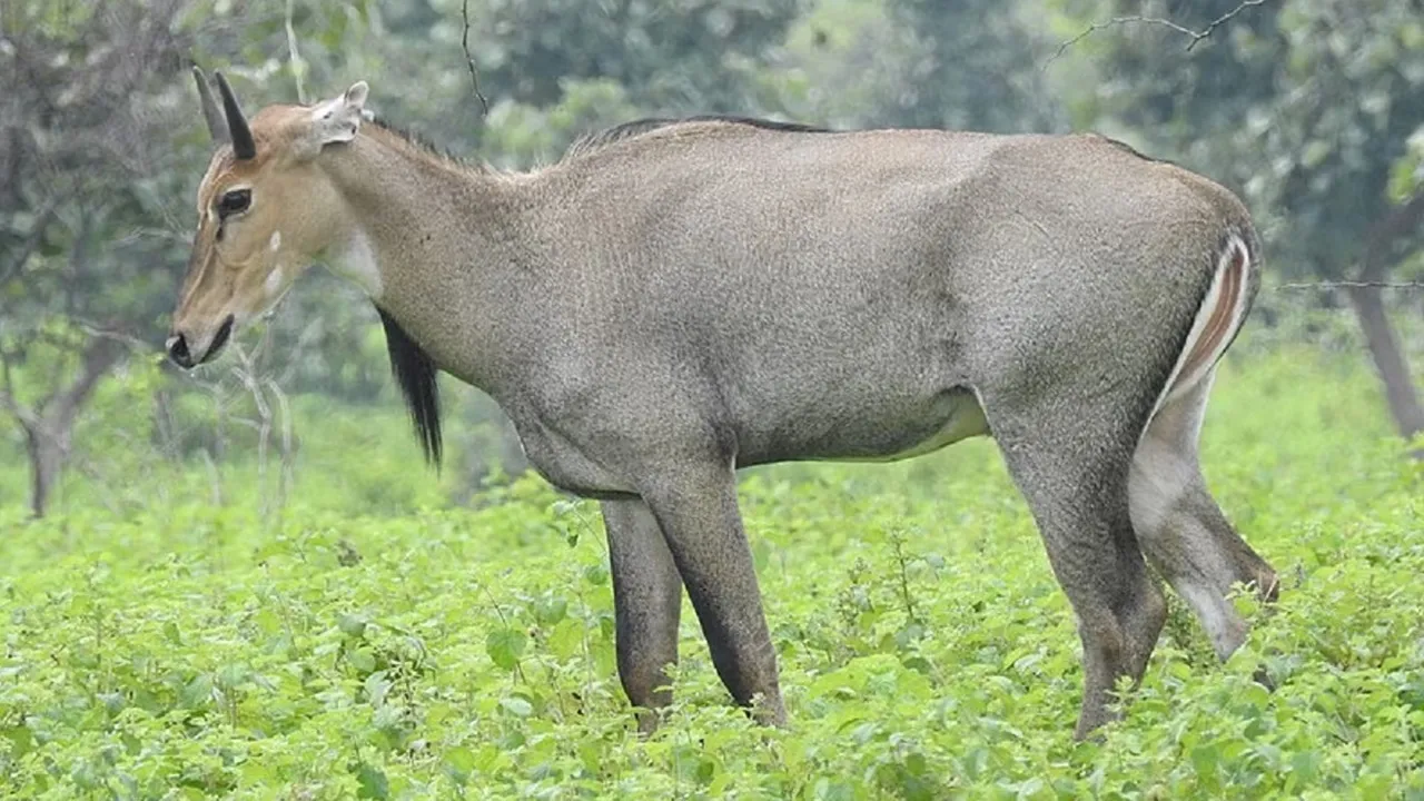 प्रयागराज के मेजा क्षेत्र में नील गायों का आतंक, फसलें चौपट 