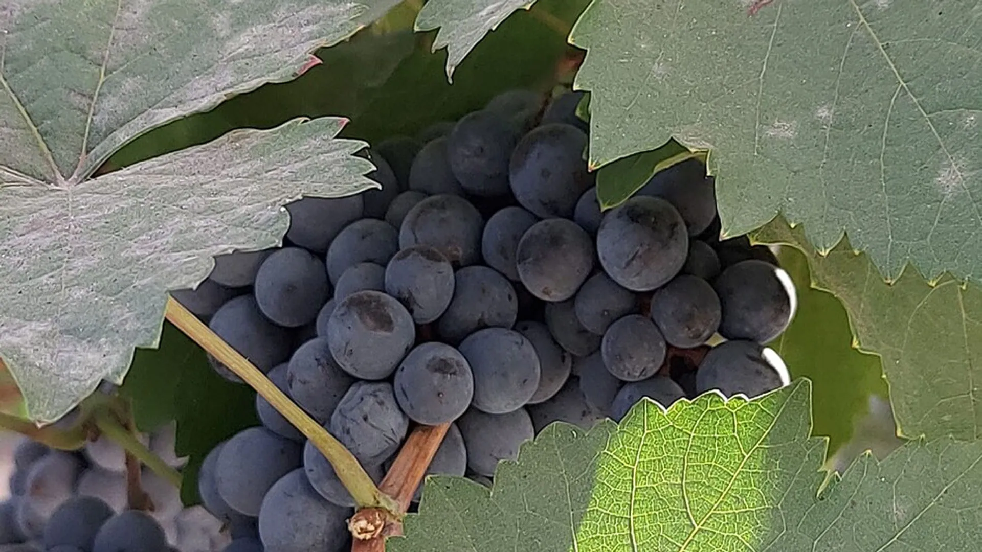 Bareilly : बरेली के किसान करेंगे अंगूर की खेती, विश्वविद्यालय करेगा मदद