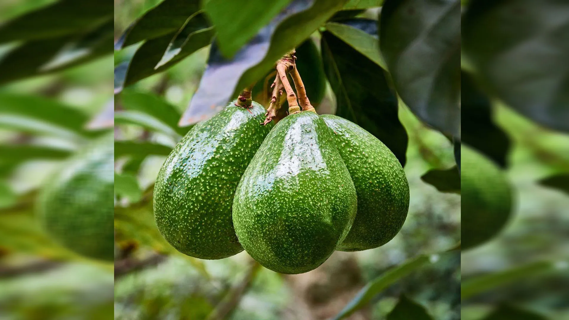 Bareilly: रुहेलखंड की जलवायु और मिट्टी में उगेगा एवोकाडो, किसाानों को मिलेगा मार्गदर्शन