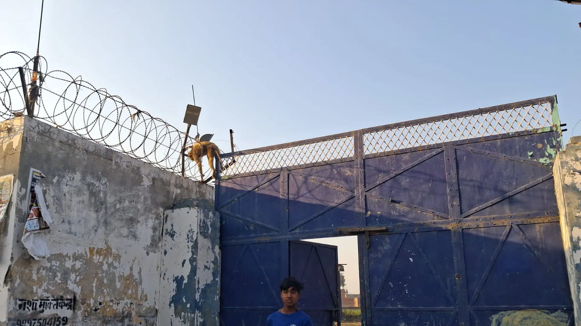 बदायूं: दीवार पर लगे तार से बंदर की मौत, पूर्व विधायक पर रिपोर्ट दर्ज