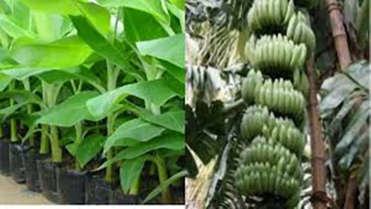 कुशीनगर में बनेगी अत्याधुनिक केला टिशू कल्चर लैब, 4.01 करोड़ रुपये स्वीकृत 