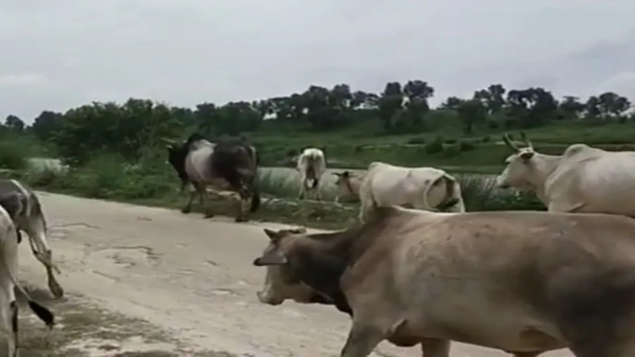 हरदोई में छुट्टा जानवरों से परेशान किसान का हैरतअंगेज फैसला, 6 बीघा खड़ी फसल पर दौड़ाया ट्रैक्टर