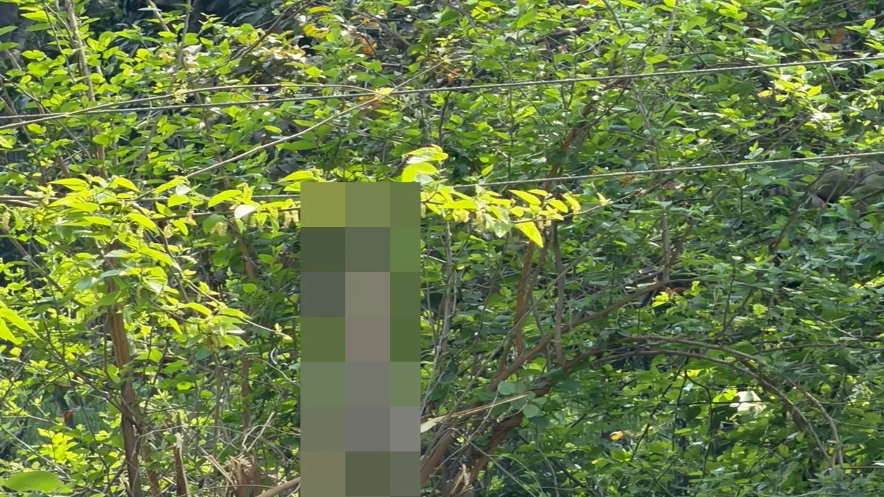 बाराबंकी में बिजली विभाग की लापरवाही से लंगूरी बंदर की मौत, 5 फीट पर लटक रहे एचटी तार