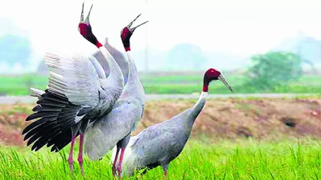 यूपी में राज्य पक्षी सारस की संख्या में रिकॉर्ड बढ़ोतरी, शीतकालीन गणना में 20,628 दर्ज 