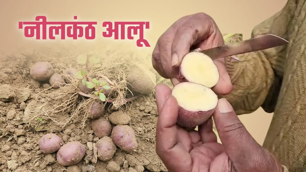 आजमगढ़ : नीलकंठ आलू से किसानों को नई उम्मीद, 'शुगर-फ्री' होने का दावा 