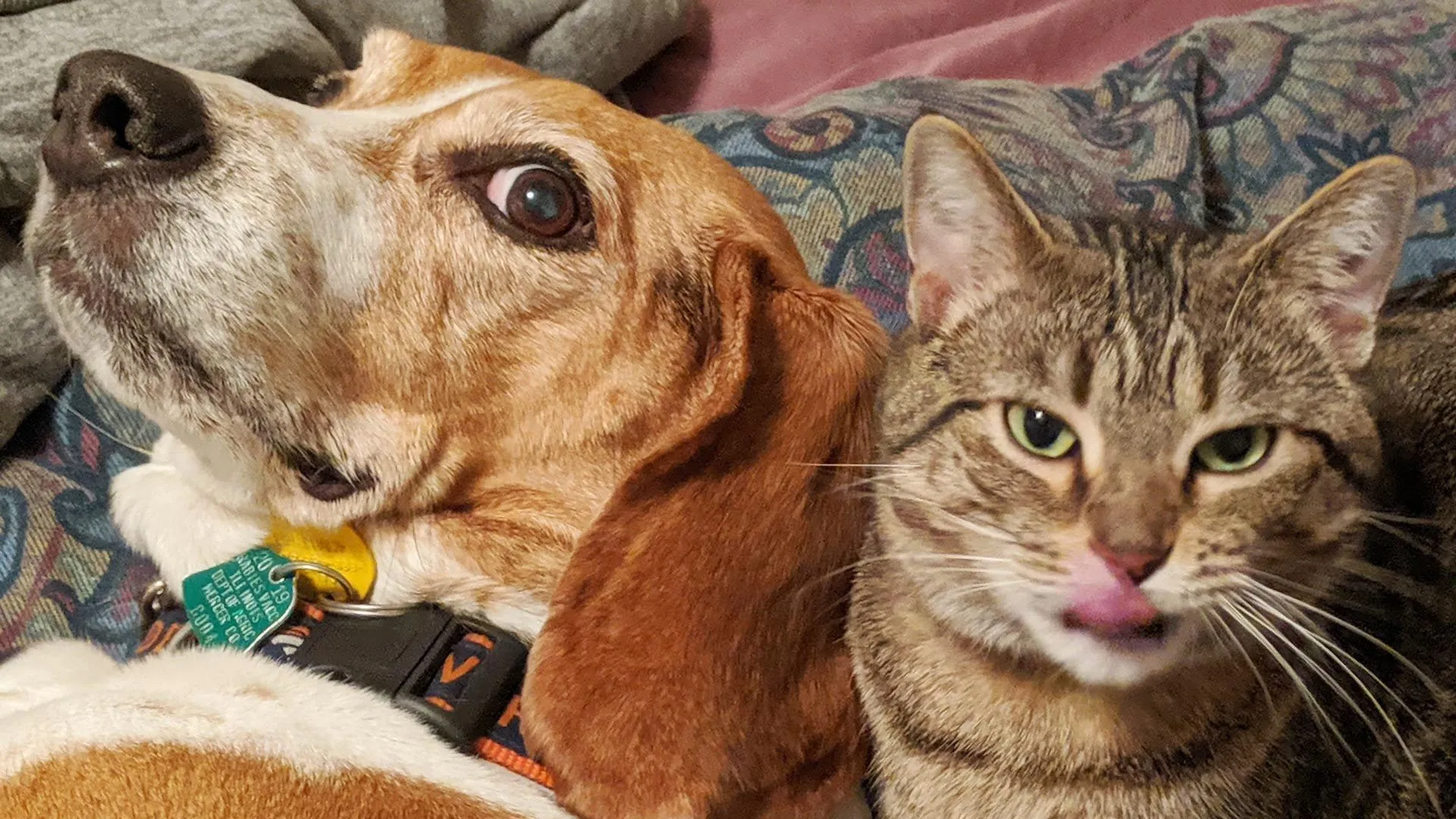 Bareilly: सर्दी में भी गर्म खून के जानवरों ने जमकर बनाया शिकार