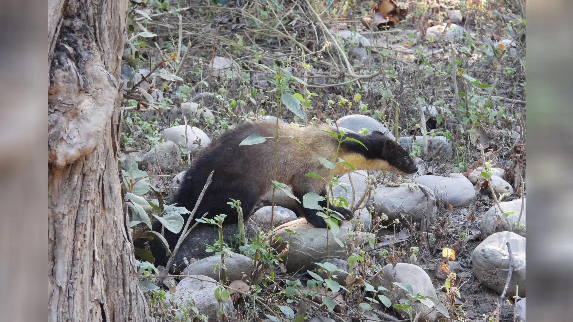Uttrakhand: कॉर्बेट के झिरना में दिखा दुर्लभ येलो थ्रोटेड मार्टेन, फुर्तीले और शातिर वन्यजीव की ये है खासियत 