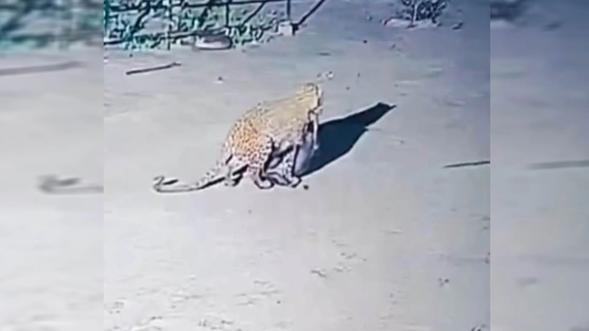 पीलीभीत : सीसीटीवी में लंगड़ाता दिखा घर में घुसकर कुत्ते को निवाला बनाने वाला तेंदुआ, रेस्क्यू के लिए टीमें गठित