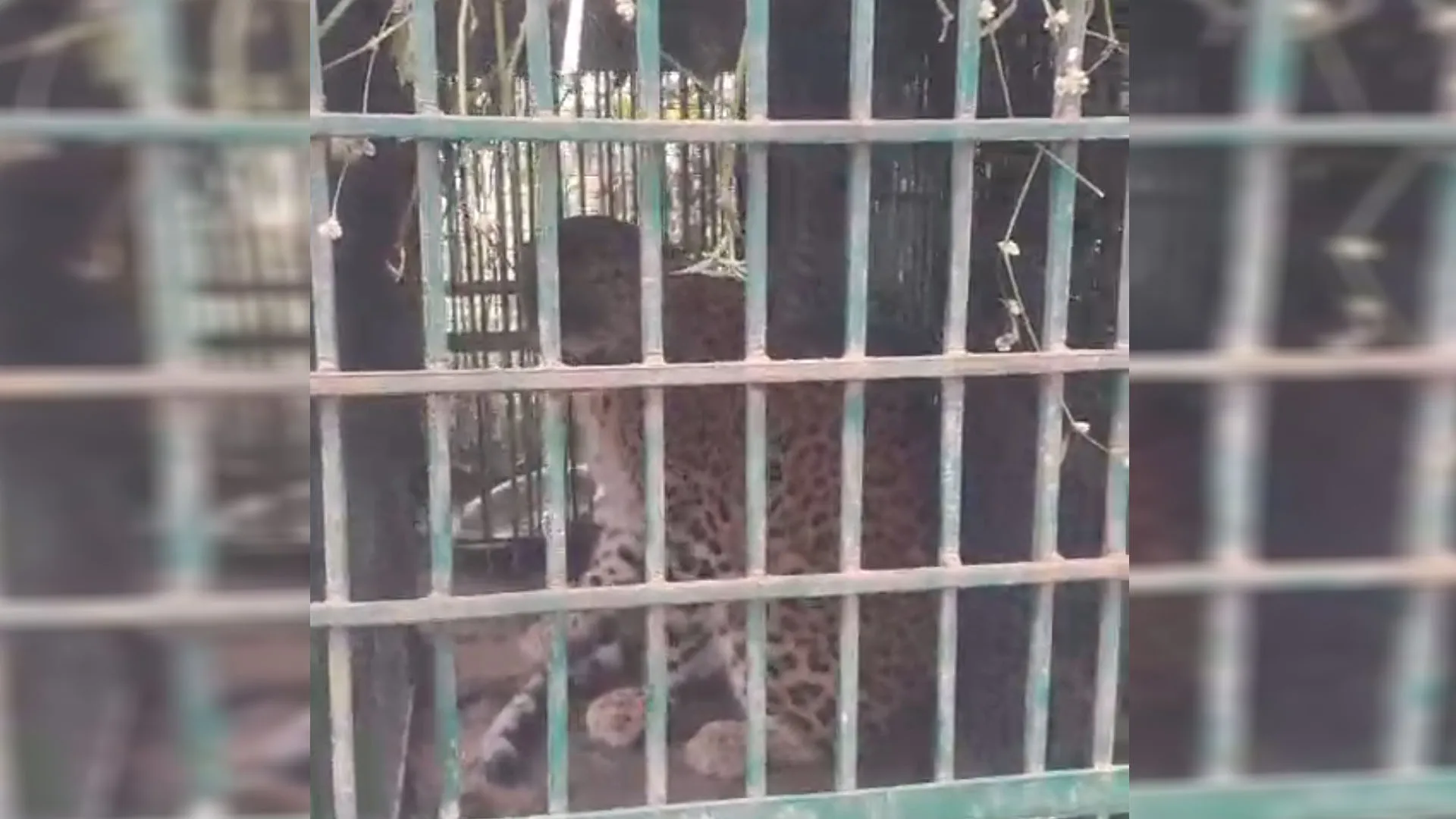 Moradabad: पशुपति फैक्ट्री में पिंजरे में फंसा तेंदुआ, कर्मचारियों ने ली राहत की सांस