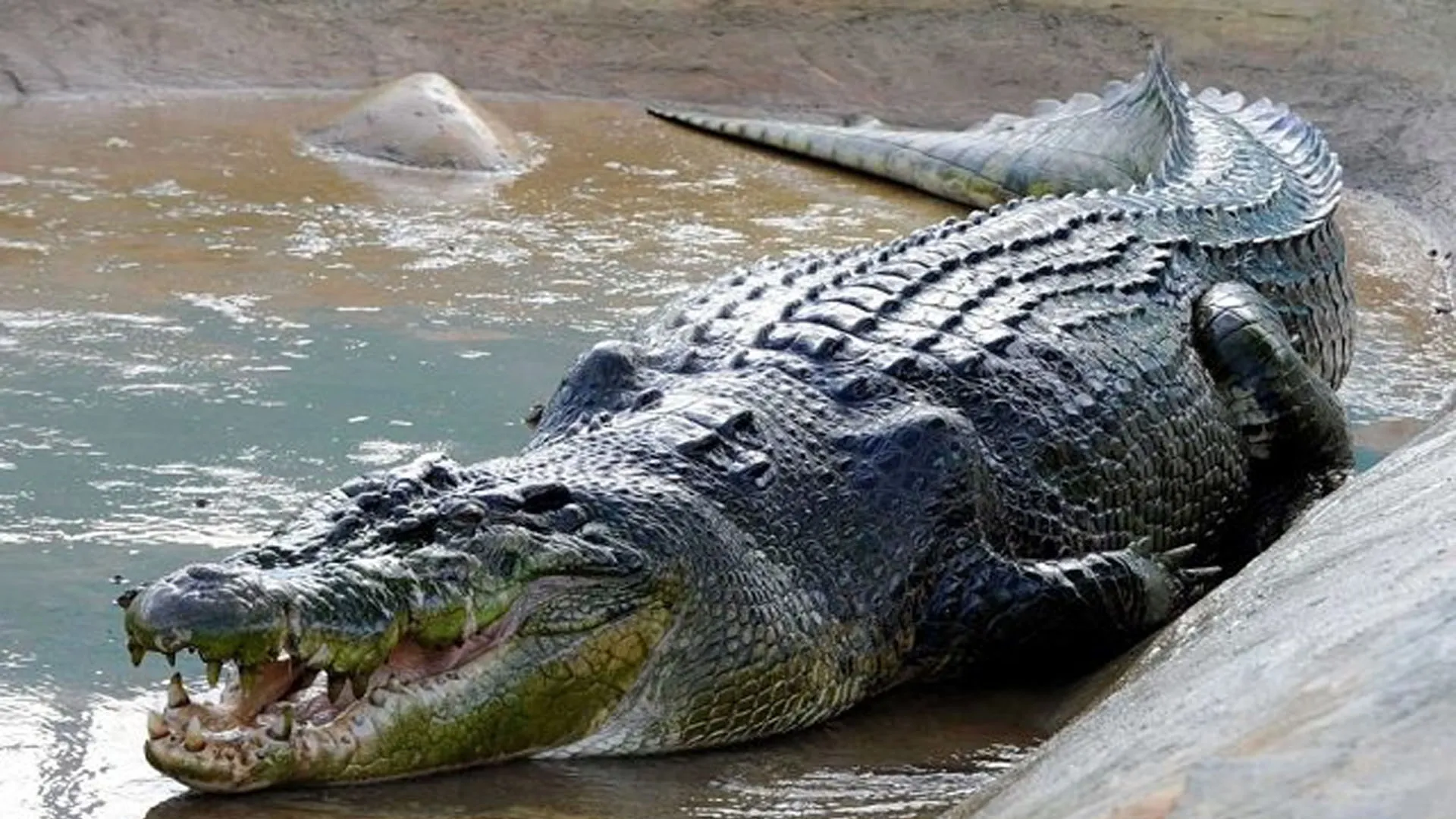 Uttrakhand: कार्बेट के मलानी ब्लॉक में मगरमच्छ का शव मिलने से हड़कंप