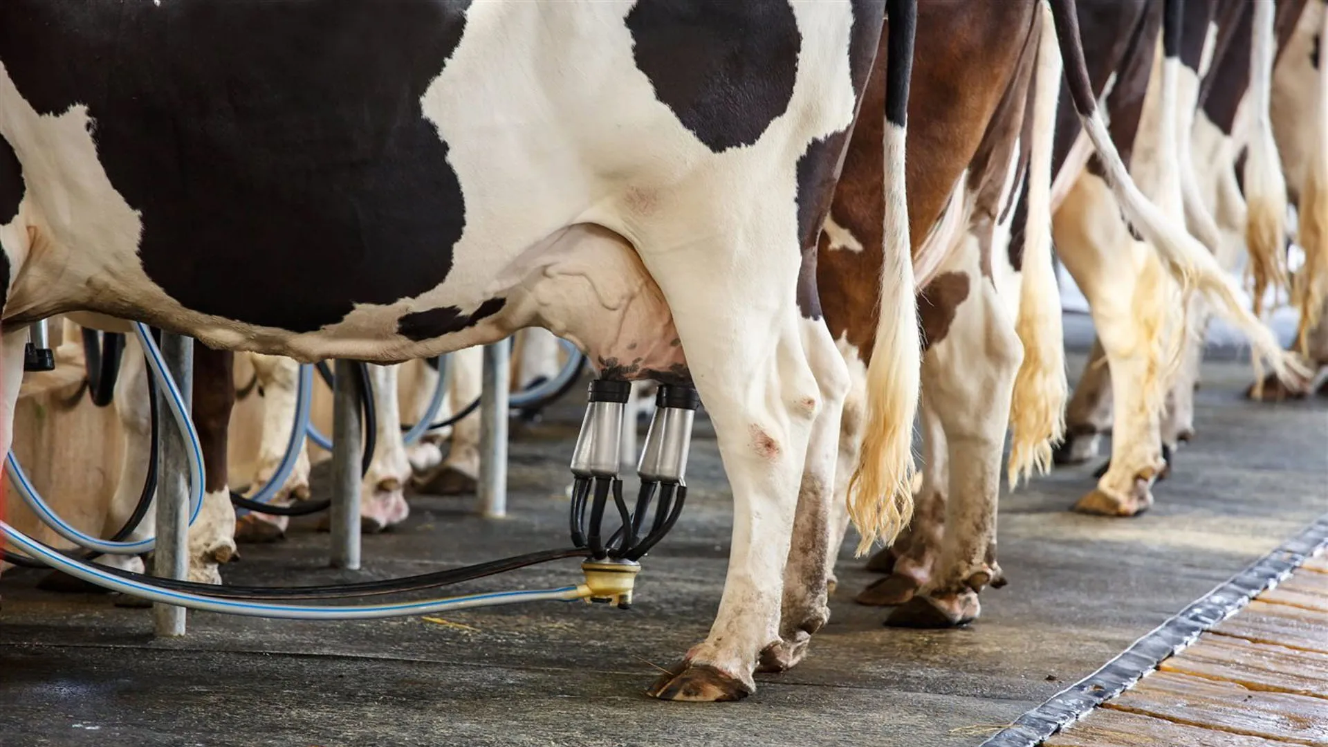 Bareilly : बरेली को महिला मिल्क प्रोड्यूसर कंपनी की सौगात, डेयरी सेक्टर के विकास को मिलेगी रफ्तार 