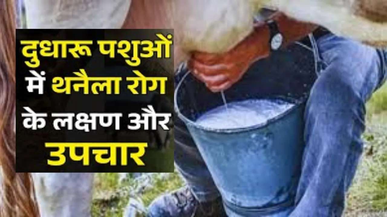 दुधारू पशुओं में थनैला रोग के उन्मूलन को गाइडलाइन जारी, पशुपालकों को मिलेगी बड़ी राहत
