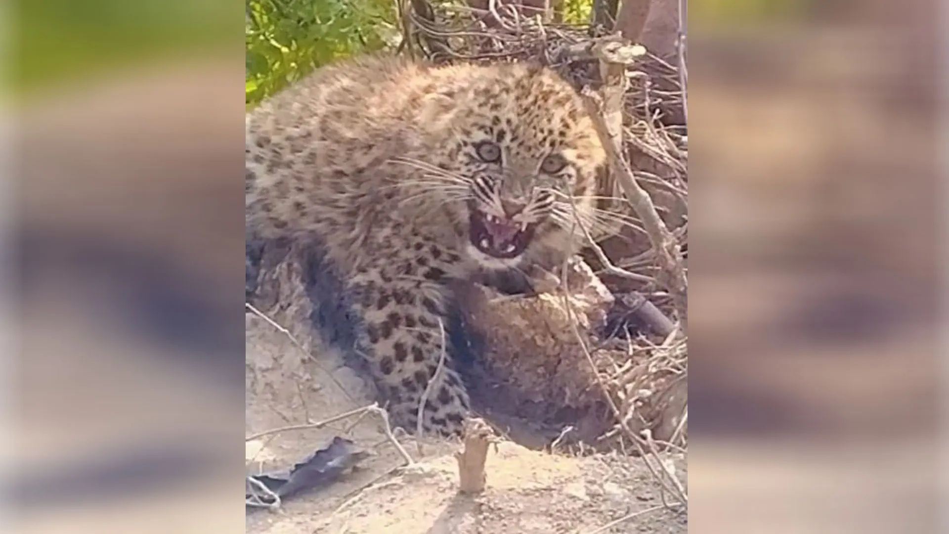 UP: शिकारियों की करतूत तेंदुए के शावक की जान पर बनी, तार के फंदे में फंसा मिला 