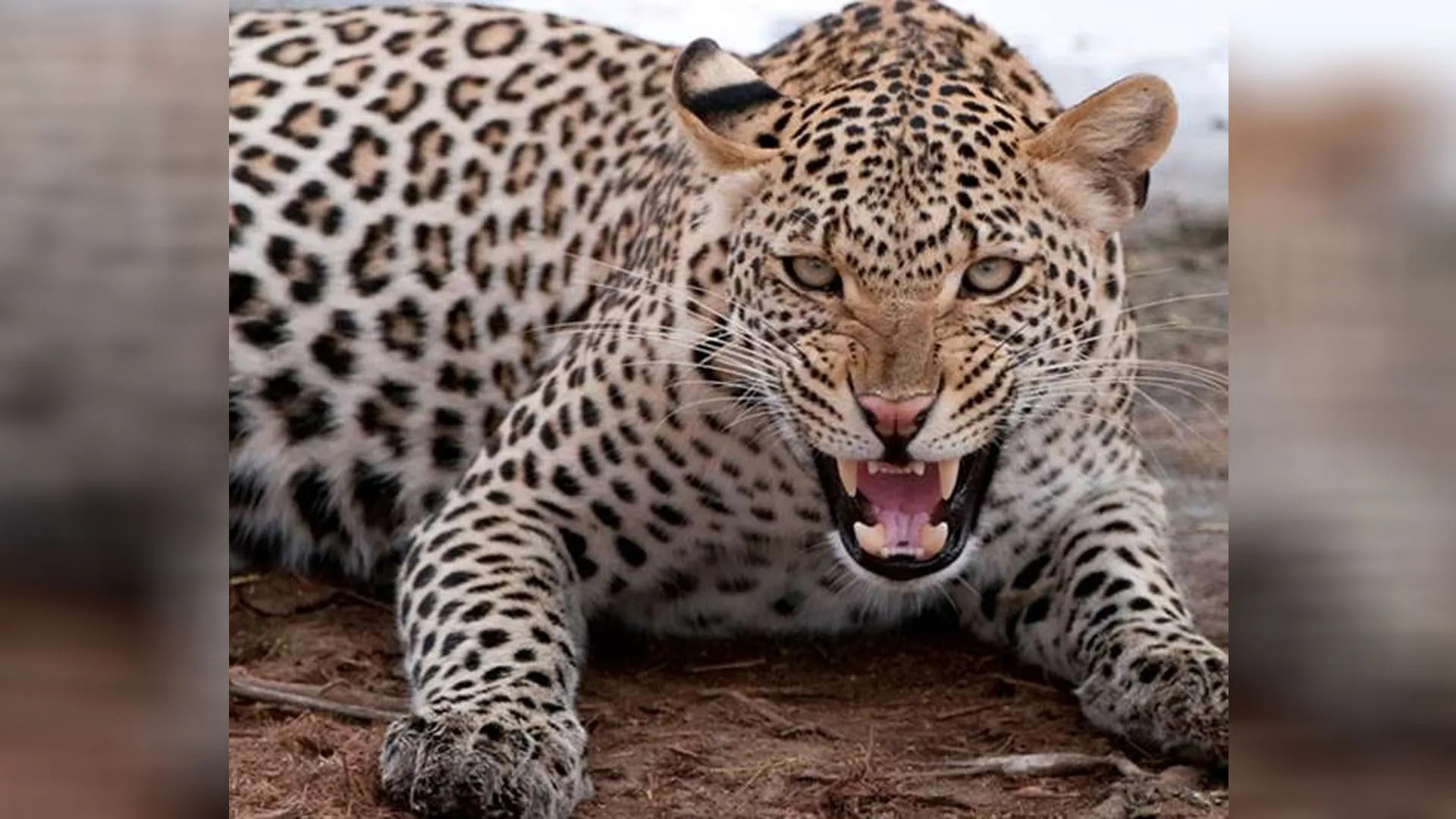 Moradabad: 7 दिन के इंतजार के बाद भी पिंजरे में नहीं फंसा तेंदुआ