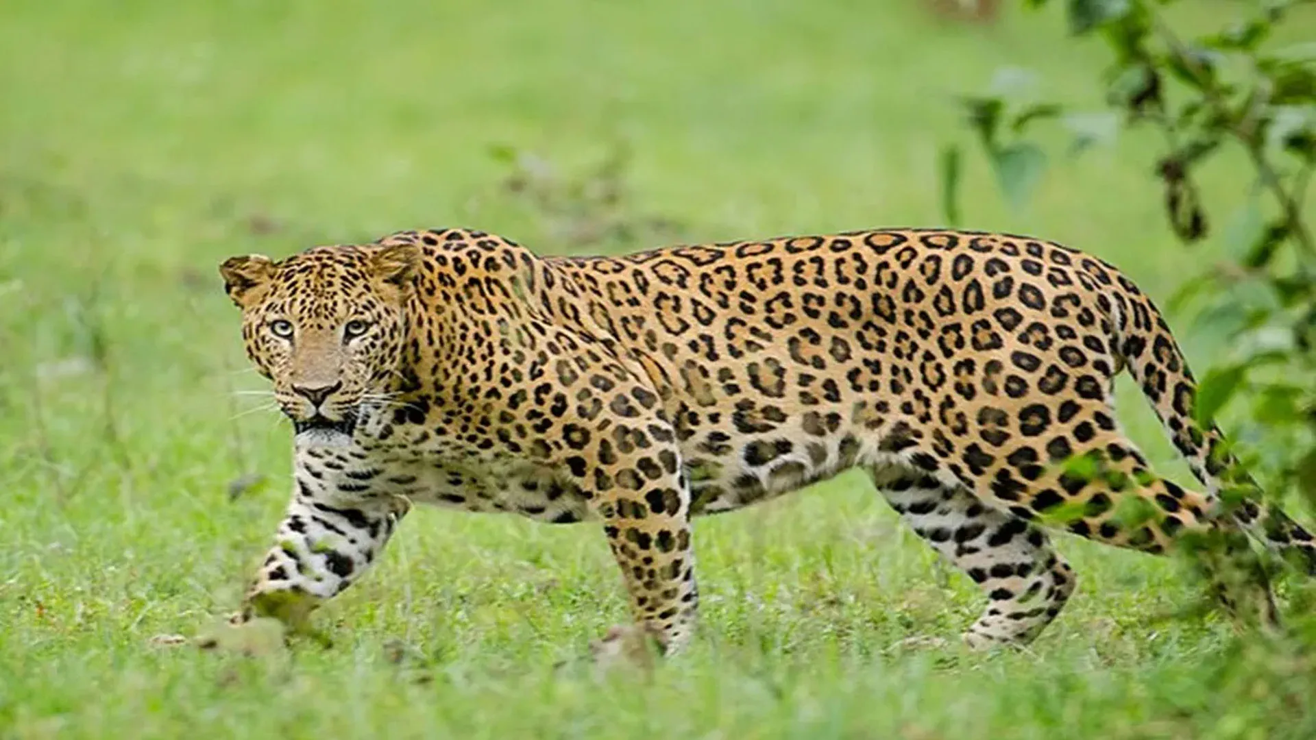 Moradabad: नींगू नंगला में दो तेंदुए दिखने से दहशत, पिंजरा लगाने की मांग की