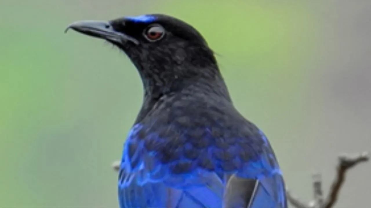  जंगल की दुनिया :  ब्लू व्हिसलिंग थ्रश: पहाड़ों में बसा नीला सौंदर्य