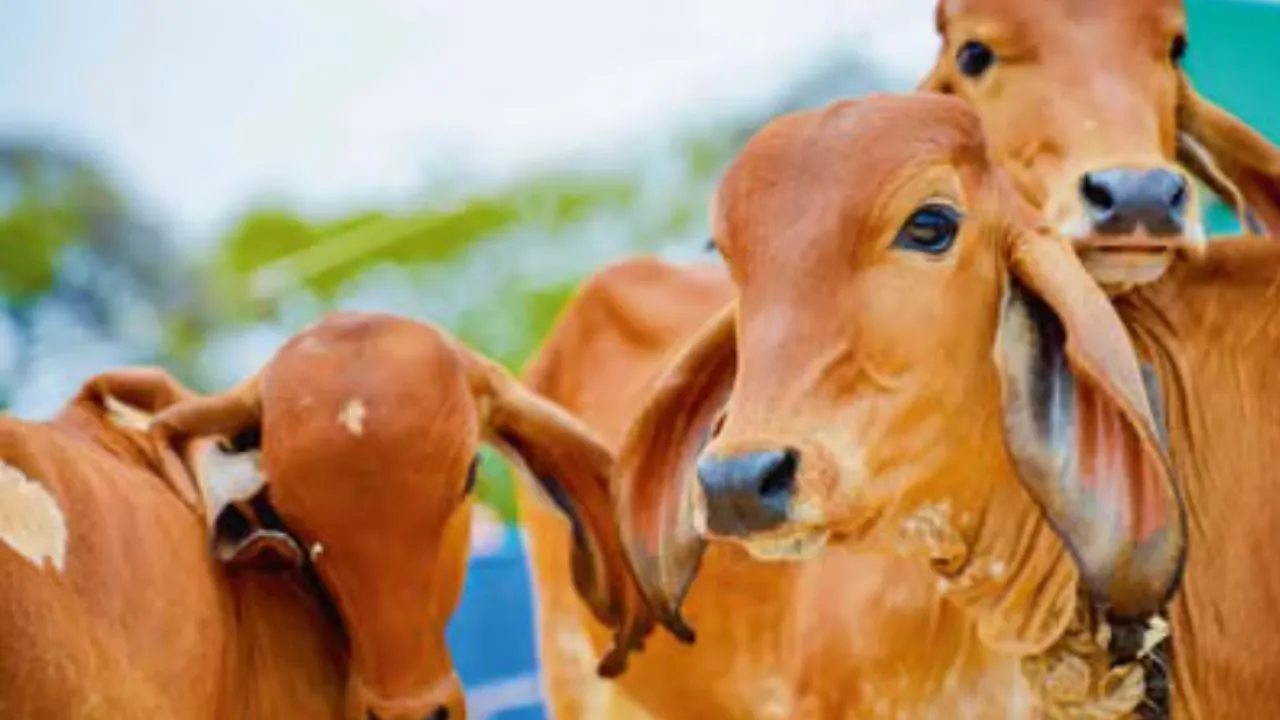 डिजिटल किया जाएगा पशुओं का रिकार्ड  कृत्रिम गर्भाधान, टीकाकरण, जन्म व मृत्यु तक की होगी फीडिंग, NDLM पोर्टल पर होगा अपलोड