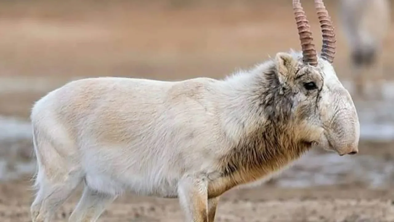 वाइल्ड लाइफ: साइगा मृग, अनोखे रूप वाला जीव