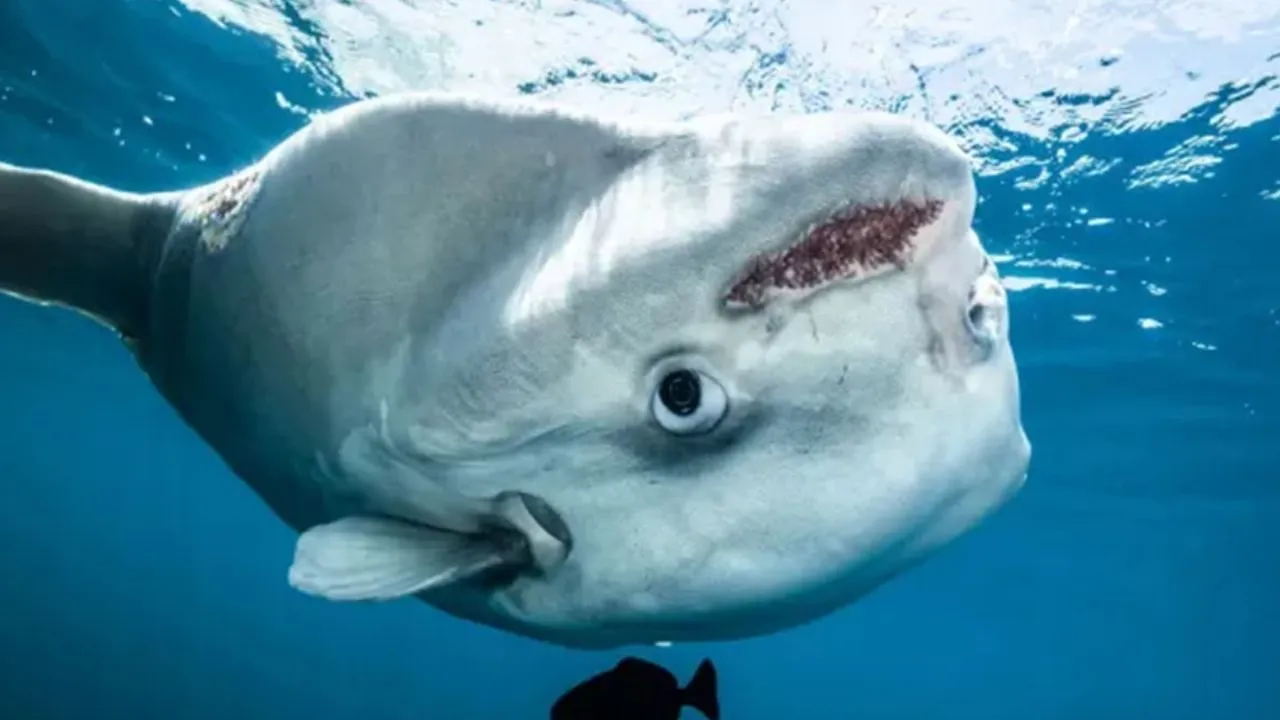  मरीन लाइफ: समुद्र की सतह पर धूप सेंकती रहस्यमयी मछली 