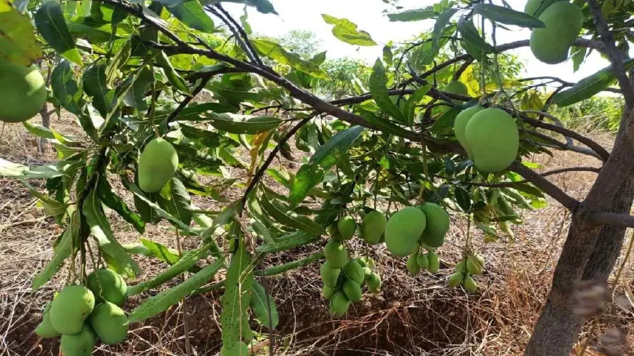  खेतों की मिट्टी बीमार, आम के बाग बचाए जान...किसान ऐसे करें इससे बचाव, एक्सपर्ट से जानें उपाय