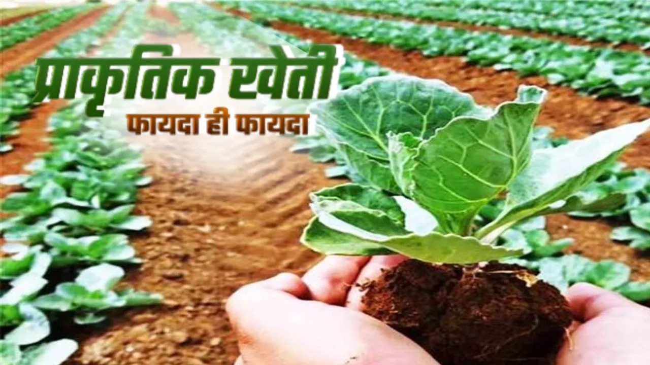 योगी सरकार दे रही नेचुरल फार्मिंग पर विशेष जोर,  यूपी में 1 लाख हेक्टेयर तक होगा जैविक खेती विस्तार