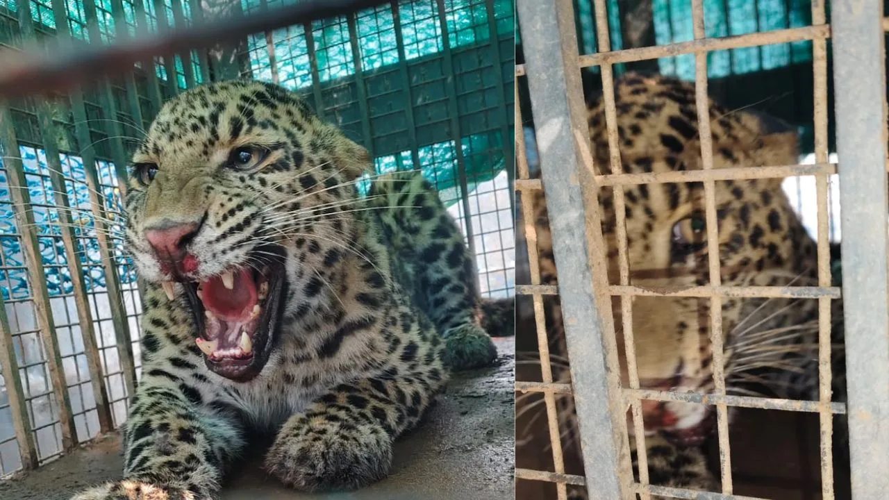  मुरादाबाद में तेंदुआ दिखने से हड़कंप: चार घंटे बाद पकड़ा, घर के बाथरूम में बैठा था Leopard