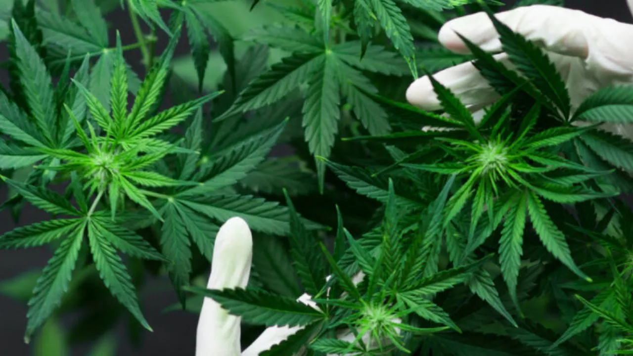  आयुर्वेदिक फैक्ट्री पर मिला भांग का जखीरा :  होली से पहले एसओजी टीम ने मौके से पकड़ा ट्रक, जांच शुरू 