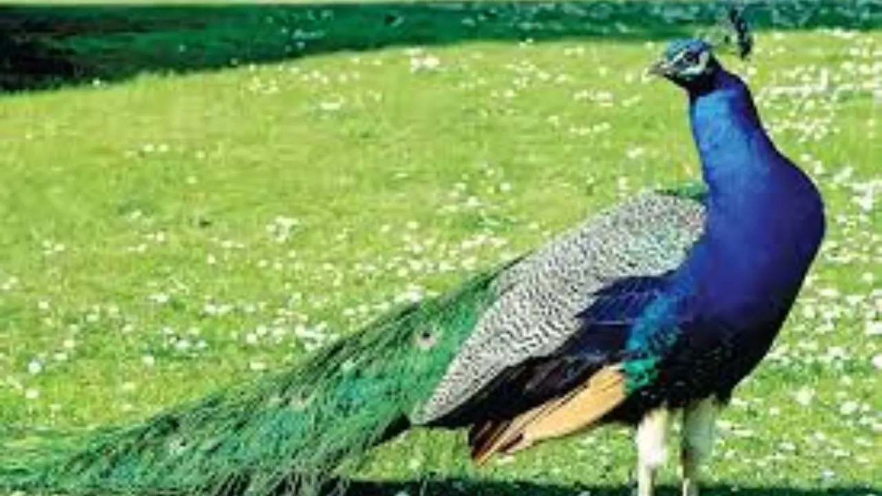 मोर का शिकार करने के आरोप में युवक गिरफ्तार, वन्य जीव संरक्षण अधिनियम के तहत FIR, ग्रामीणों की सतर्कता से खुलासा 