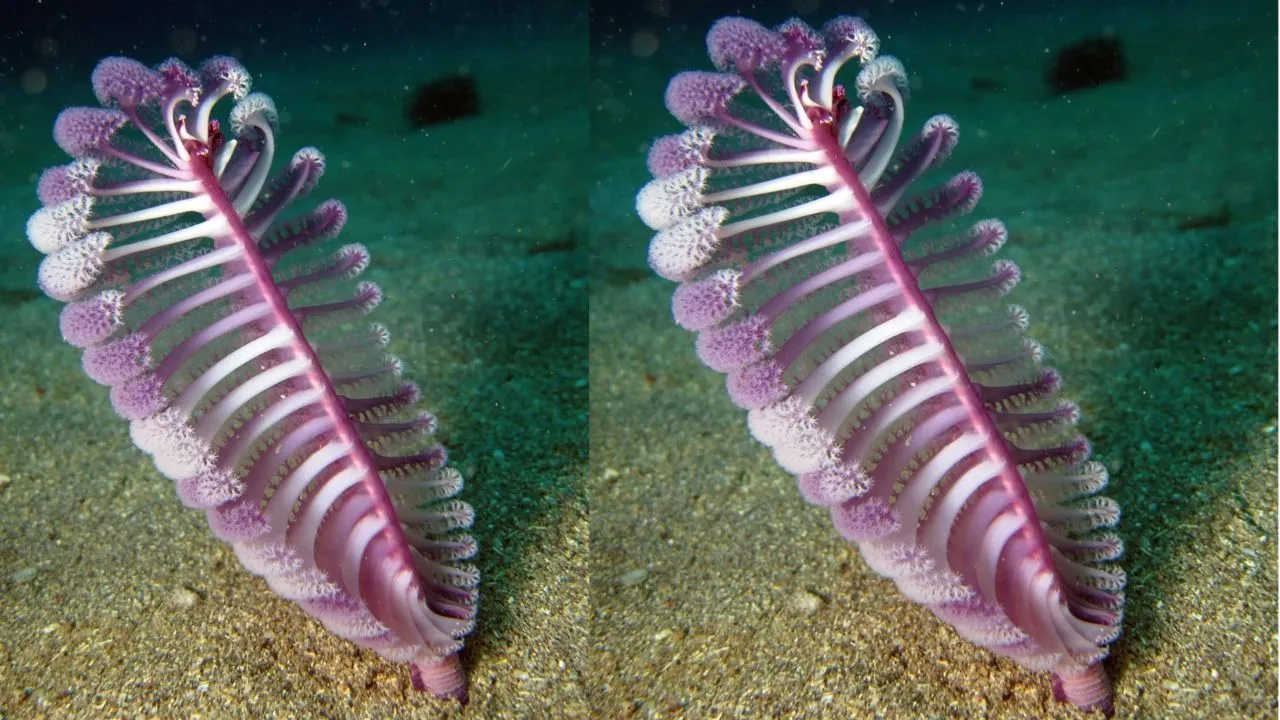 मरीन लाइफ:  सी पेन, समुद्र की गहराइयों में खड़ी एक जीवित कलम