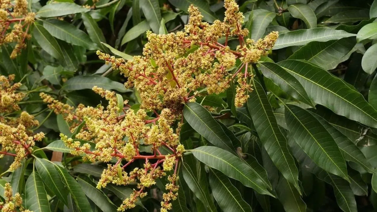 बागों के अमराई की भीनी खुशबू करा रही बंसत का अहसास:  मैंगों बेल्ट में आम के पेड़ पर लद रहे बौर, बागान मालिक खुश